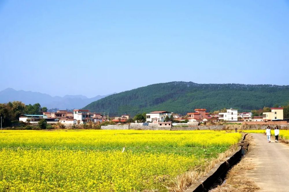 在韶关过大年重阳镇油菜花基地花开成海遍地金黄颜值美爆了