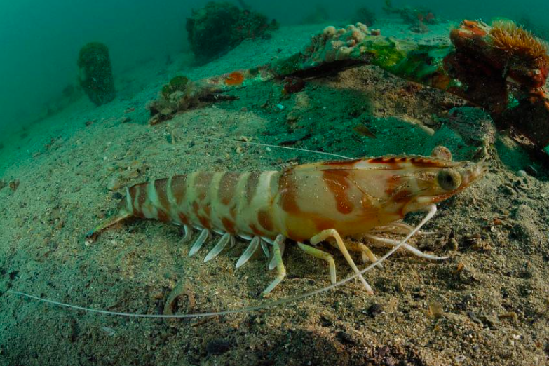 黑虎虾通常栖息于浅海海域,夜间活动较为频繁,喜欢在泥沙质海底藏匿或