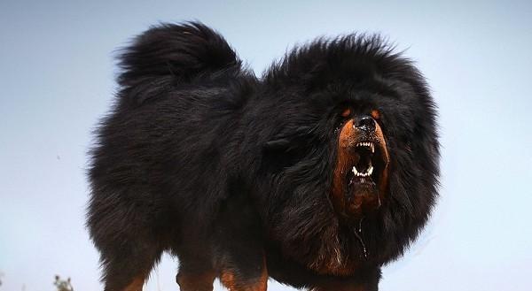 2只藏獒和一头北美灰狼关在一起谁能赢