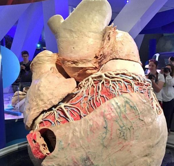 世界上哪种动物的心脏最强大?为什么?