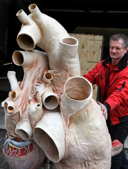 一头5米长,体重4吨的大象就拥有10公斤的心脏,那拥有上百吨体重的蓝鲸