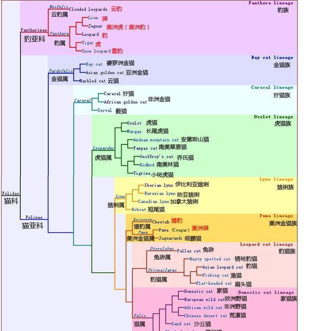 人真的是600多万年前外星人通过对黑猩猩进行基因改造而来的吗?
