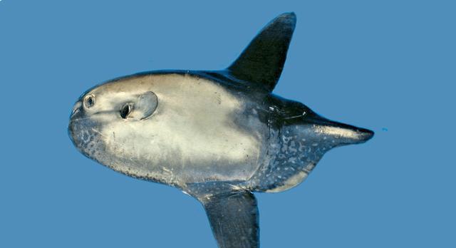 在5种翻车鲀中(矛尾翻车鲀,拉氏翻车魨,迷惑翻车鲀,翻车鲀,斑点长翻车