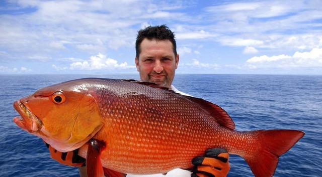 鲷鱼是种怎样的鱼为什么被称为日本鱼王