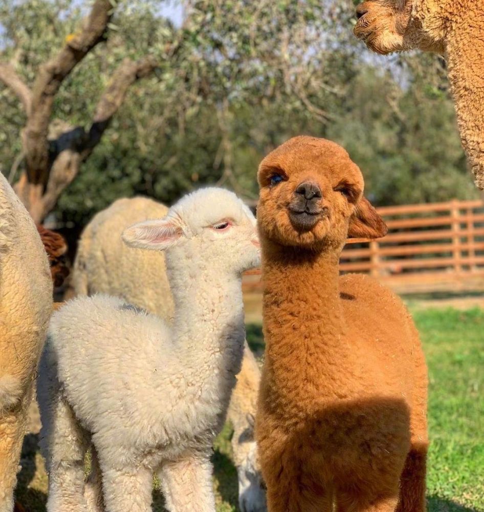 沙雕有趣情头我想带你回我的外婆家一起看着日落一直到我们都睡着