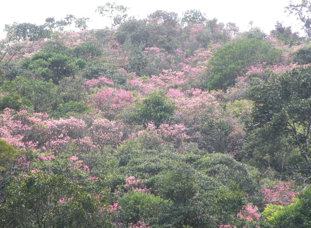 位于海拔约800米的梧桐山北坡白色的齿缘吊钟花在小三洲骆马岭水库到