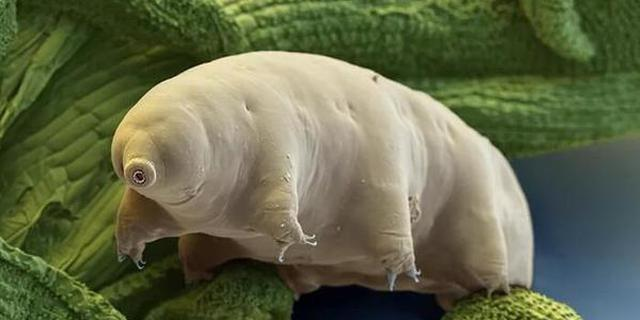 水熊虫就是一种缓步动物,它们在地球上的分布范围非常广泛,从两极到