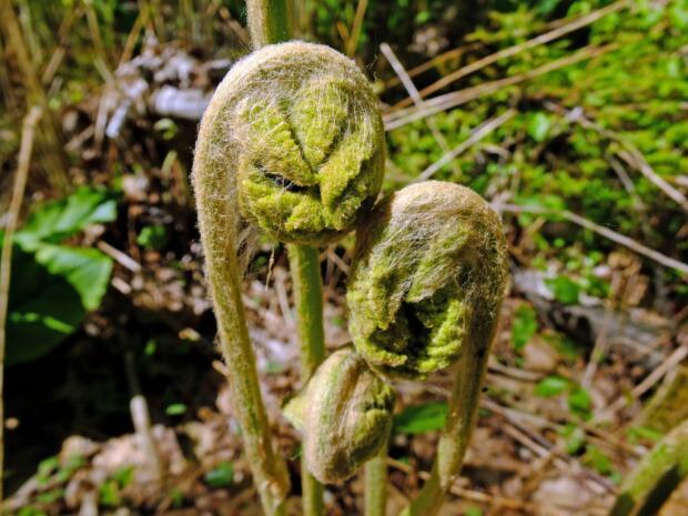 荒野维生野菜系列—牛毛广