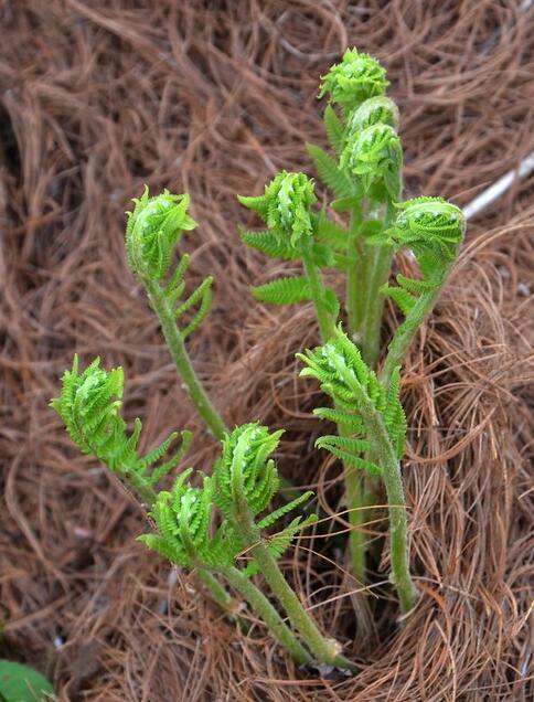 荒野维生野菜系列—牛毛广