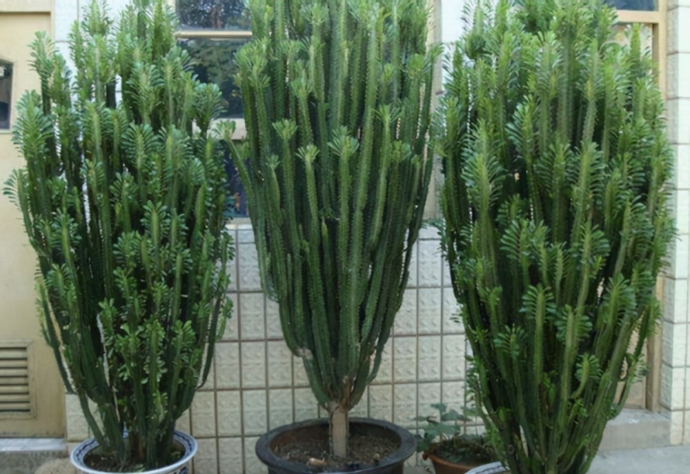 l,很多人家里都会养殖一些植物,其实养殖植物也是有很多风水讲究的,有