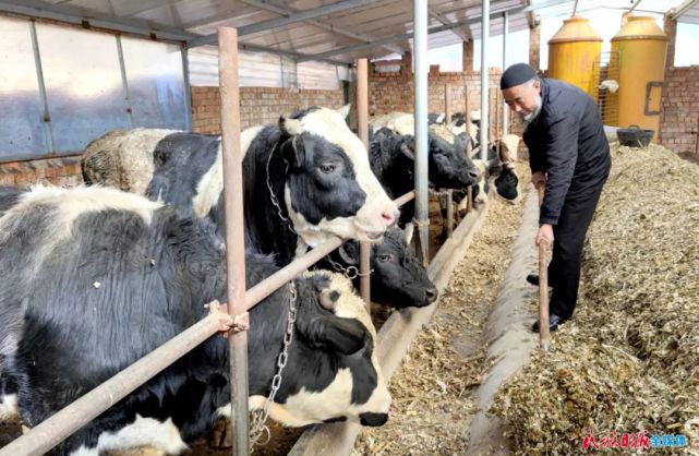 馬國榮在給牛喂飼料