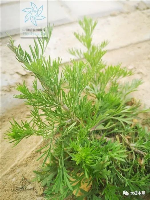 别名因尘,马先,茵蔯蒿,茵陈,因陈蒿,绵茵陈,绒蒿,细叶青蒿,臭蒿,安吕