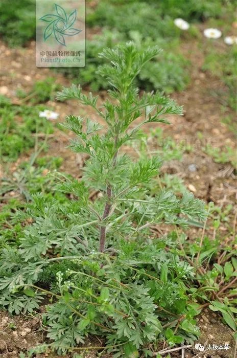 茵陈板蓝根等治疗小儿肝炎-花瓣养生-花瓣饮食养生-花瓣养生功效-花瓣