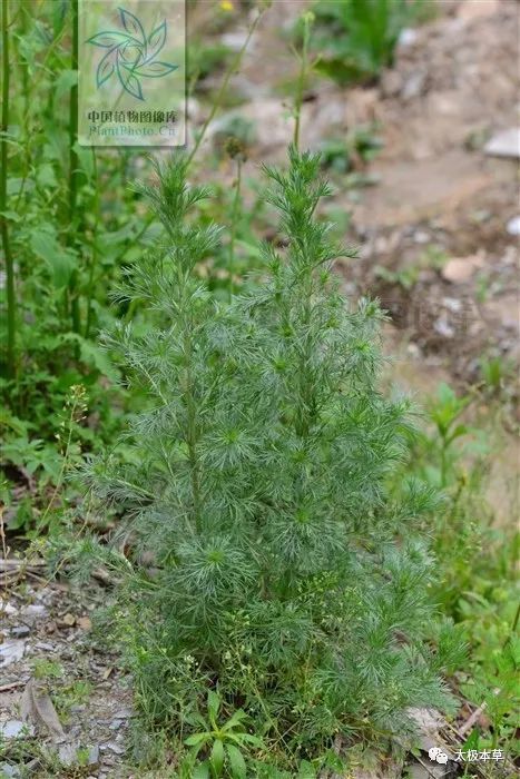 茵陈,见过吗?清湿热,退黄疸.用于湿疮瘙痒,传染性黄疸型肝炎