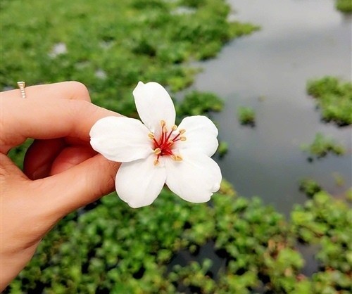 赏花说说心情的句子(朋友圈晒花的唯美句子)