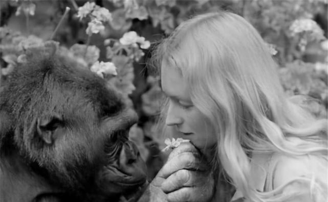 科学家的黑猩猩杂交实验,5名女性主动参与,结果怎样了?