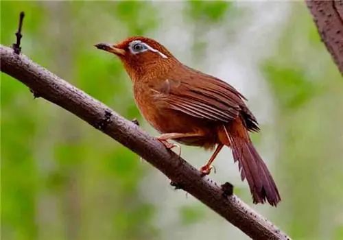 一,鸟中选雄与雌雄鉴别|画眉鸟|毛羽