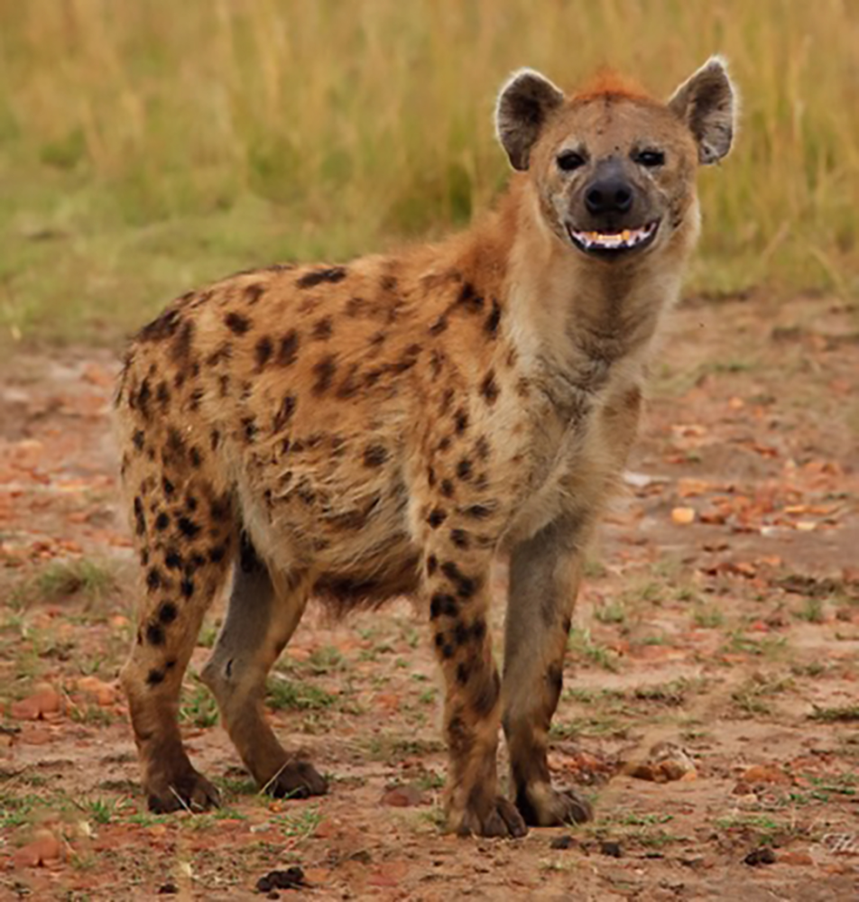 它是草原清道夫—鬣狗,它狂野的造型有没有捕获你的心?