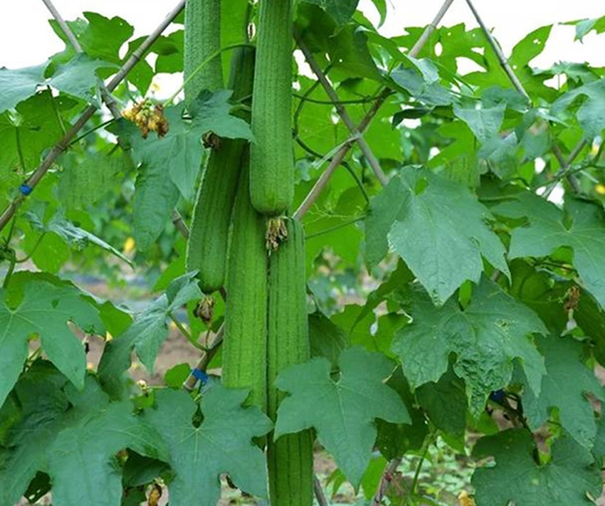 新型蔬菜瓢瓜新品种,菜农种植每亩净赚八千元,不错