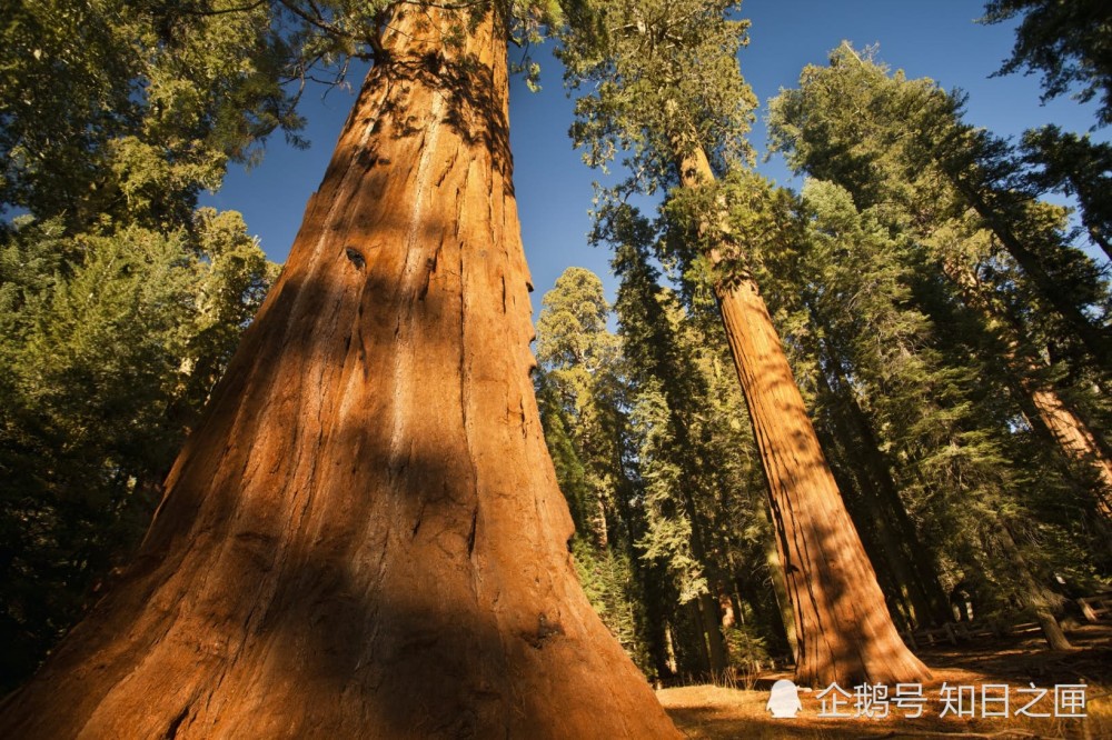 好像進入了巨人國世界上最大的樹隨便掉根樹枝都能砸死人