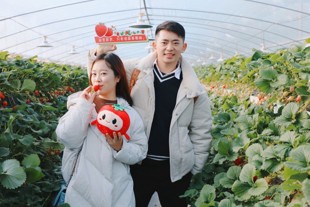 冬天摘草莓,本身就是一件十分令人愉快的事情.