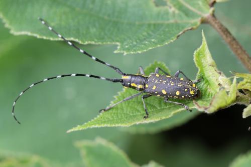 昆虫记好句好段摘抄