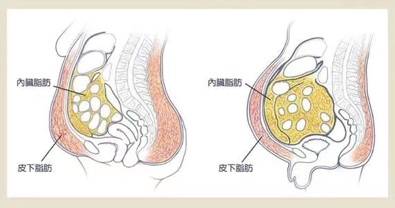 "内脏脂肪"是什么?为什么越来越多的人开始关注它?_腾讯新闻