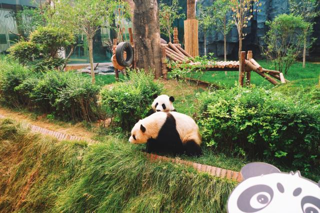 河南唯一有大熊貓的動物園,在一個縣城動物園,網友:鄭州很尷尬