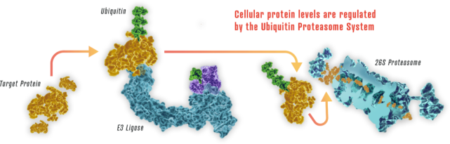 PROTAC技术详梳理-2-分子与结构机理篇_腾讯新闻