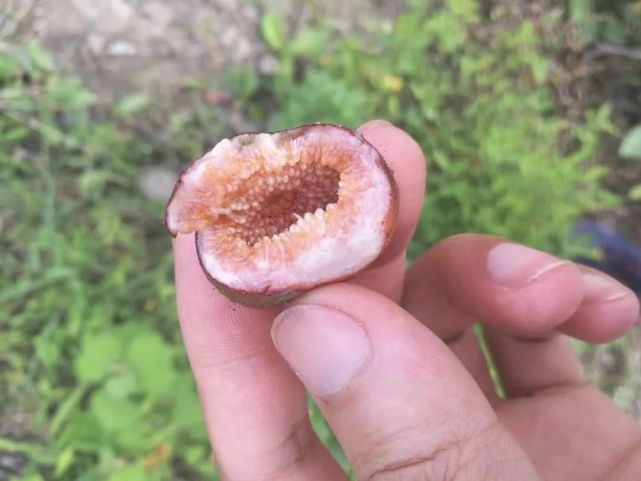 儿时的野果之王,如今难吃到,种植的农民也不多,实乃公母的错