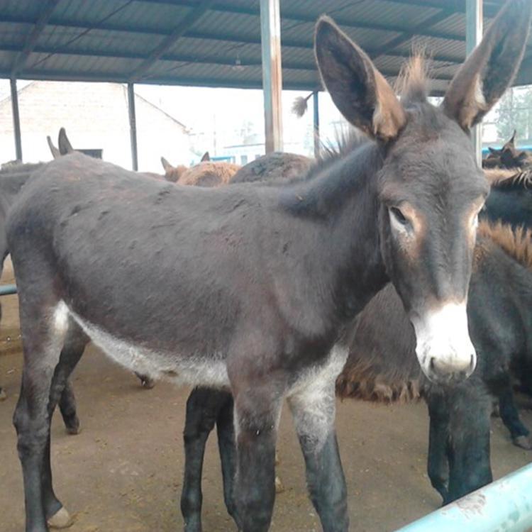 一条毛驴从出生到育肥出栏,通常都需要两年时间,如果想通过养殖繁殖