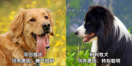 秋田犬是怎样的日系狗子 腾讯新闻