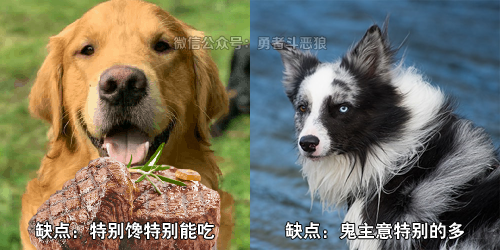 秋田犬是怎样的日系狗子 腾讯新闻