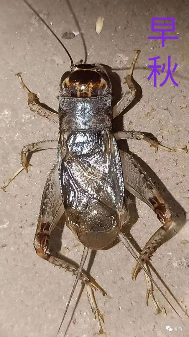 蟋蟀鉴赏乐陵黄翅