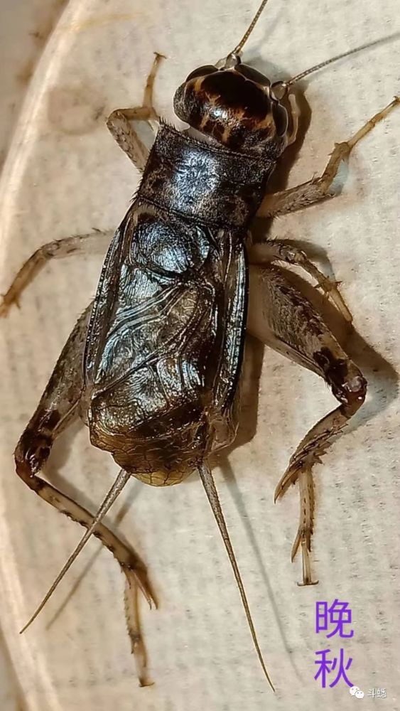 蟋蟀鉴赏:乐陵黄翅_腾讯新闻