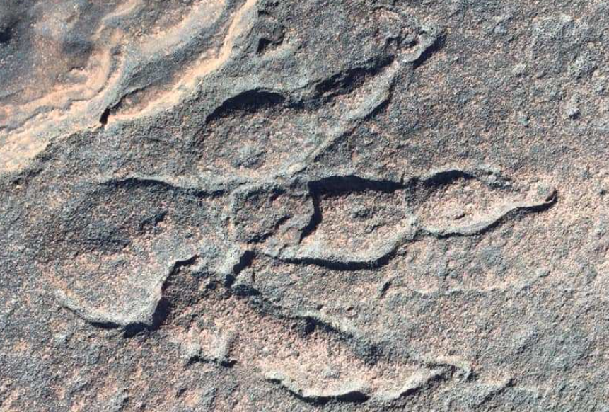 4岁女童海滩散步,发现2.2亿年前恐龙脚印化石