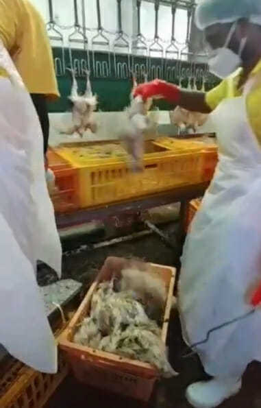 司机排队检测新冠肺炎，上万活鸡竟被活活憋死，老板血本无归欲哭无泪（组图） - 3