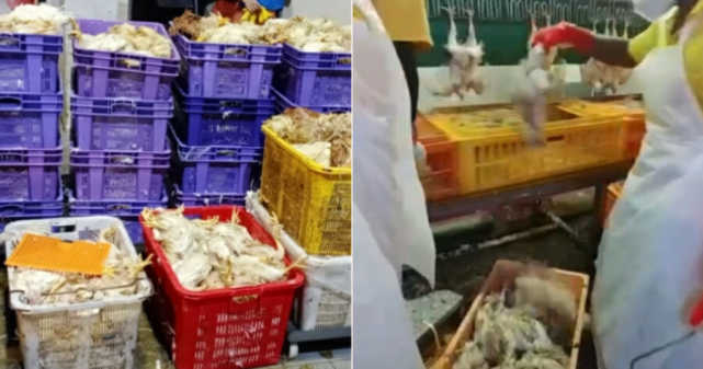 司机排队检测新冠肺炎，上万活鸡竟被活活憋死，老板血本无归欲哭无泪（组图） - 1