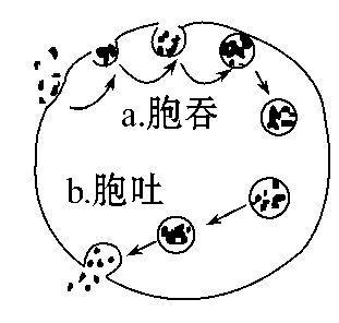原核细胞胞吞时细胞膜会不会变小?