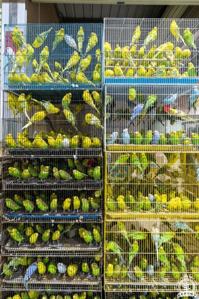 再见芳村花鸟鱼虫市场你好芳村花鸟鱼虫新世界