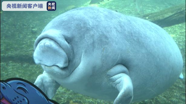 丑萌丑萌的小美人鱼你见过么