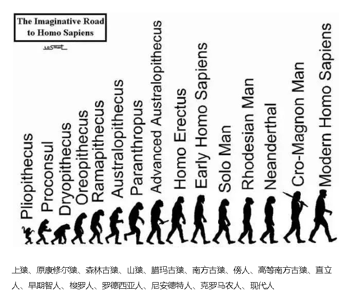 人类进化(人类进化的四个阶段)