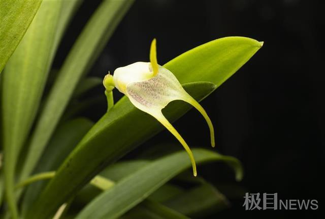 武漢植物園蘭花展2月5日啟幕