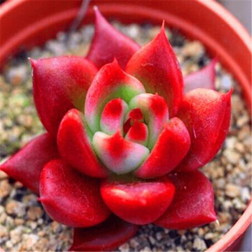 为您整理20款红色系多肉热情奔放总有一款是你迷恋的