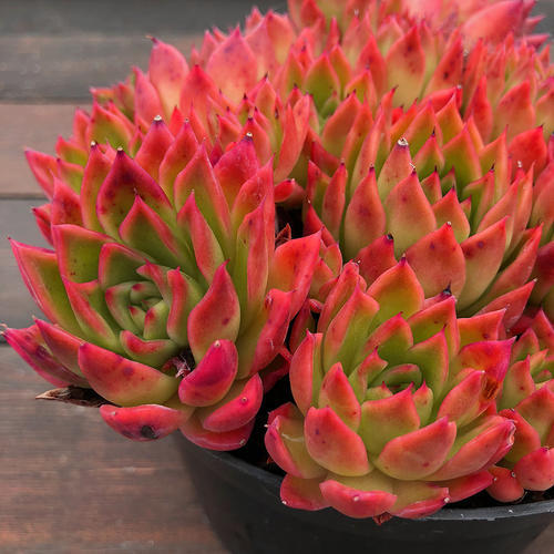 为您整理20款红色系多肉热情奔放总有一款是你迷恋的