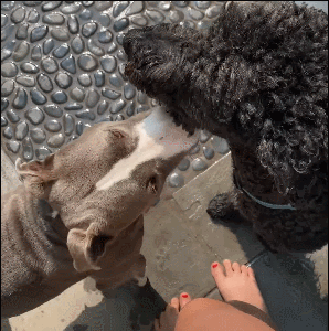 不敢进屋,主人花3个月让它爱上新家|比特犬|lillie|狗狗|犬种|收容所