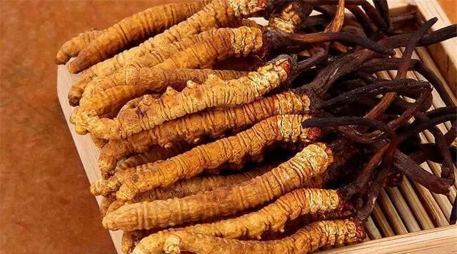 僵尸蚂蚁到底是什么生物它能咬人并传染人吗