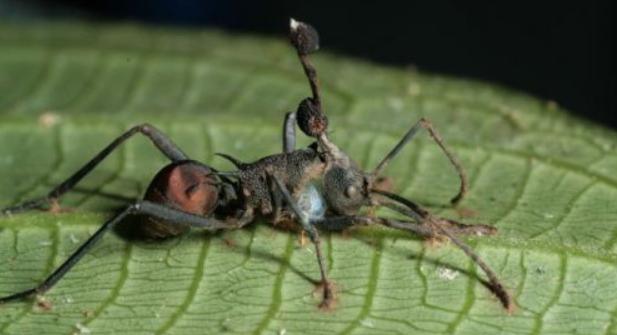 僵尸蚂蚁图片有毒吗图片