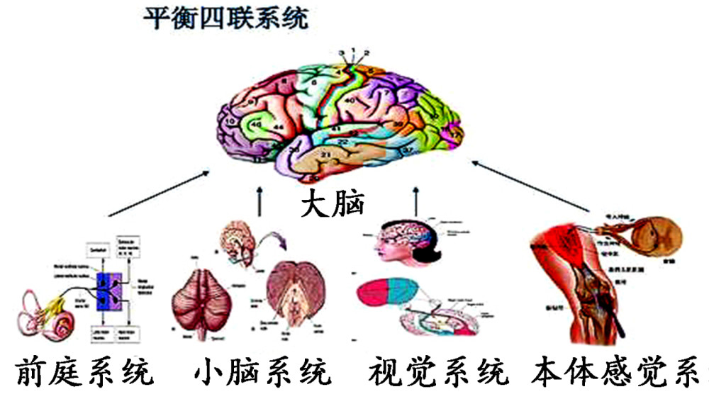 复杂地说,就是通过视觉,本体觉和前庭器官分别将身体位置的信息,经过