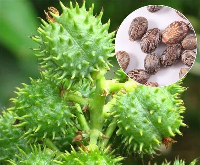 蓖麻为什么被称为生化武器有什么科学依据